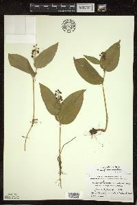 Maianthemum canadense var. interius image