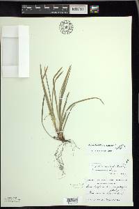 Carex pedunculata image