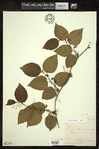 Smilax tamnoides image