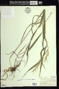 Elymus hystrix image