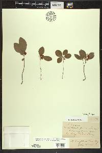 Gaultheria procumbens image