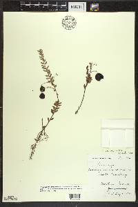 Vaccinium macrocarpon image