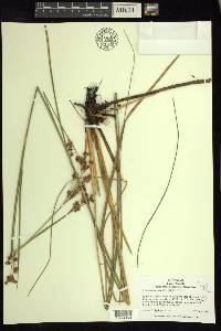 Cladium mariscoides image