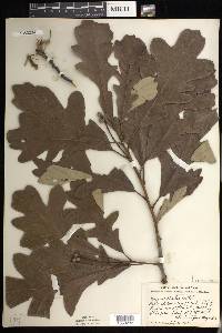 Quercus bicolor image