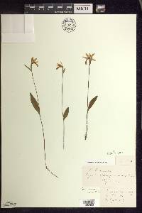 Pogonia ophioglossoides image