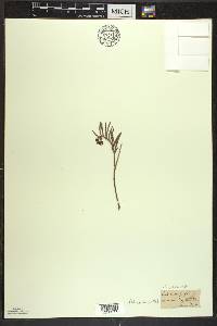 Andromeda polifolia image