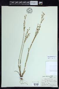 Juncus alpinoarticulatus image