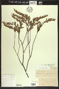 Chamaedaphne calyculata image