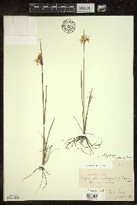 Sisyrinchium albidum image