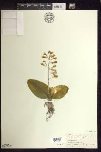 Liparis liliifolia image