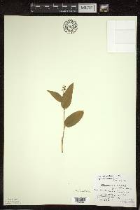 Maianthemum canadense var. interius image