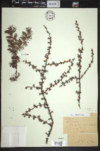 Larix laricina image