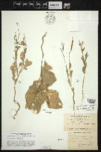 Brassica juncea image