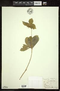 Medeola virginiana image