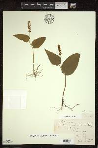 Maianthemum canadense image