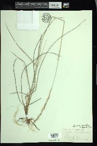 Elymus lanceolatus image