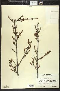 Shepherdia canadensis image