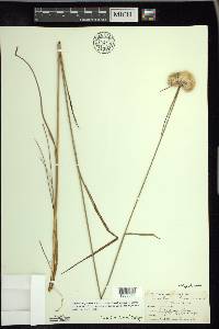 Eriophorum virginicum image