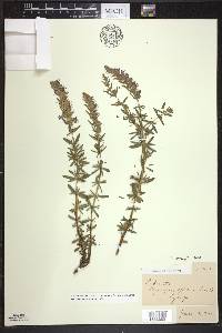 Hyssopus officinalis image