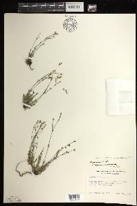 Sabulina dawsonensis image