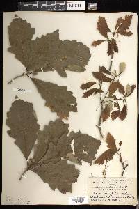 Quercus bicolor image