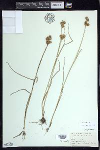 Juncus nodosus image