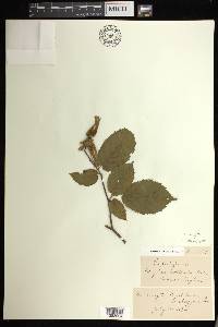 Corylus cornuta image