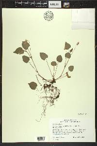 Viola labradorica image