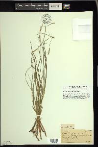 Carex woodii image