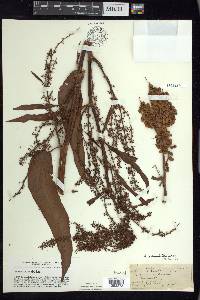 Rumex orbiculatus image