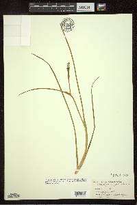 Scheuchzeria palustris image