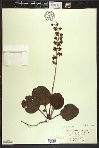 Pyrola americana image