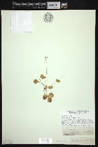 Coptis trifolia image