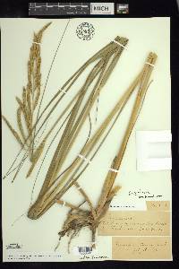 Spartina pectinata image