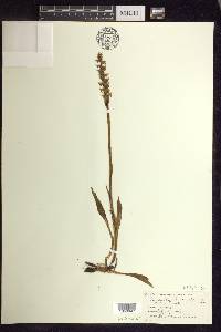 Spiranthes romanzoffiana image