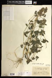 Atriplex prostrata image