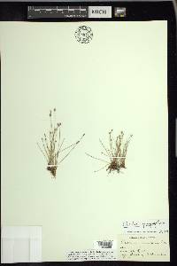 Eleocharis quinqueflora image