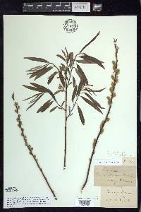 Salix sericea image