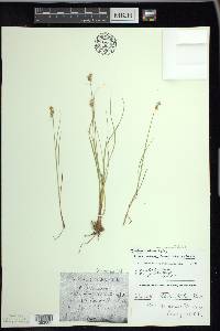 Carex echinata image