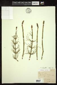 Equisetum fluviatile image