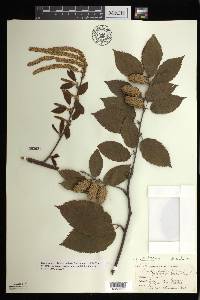 Betula alleghaniensis image