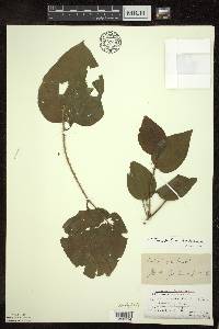 Smilax tamnoides image