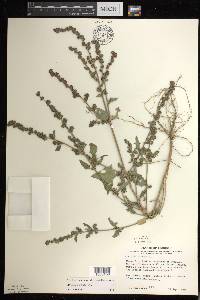 Atriplex prostrata image