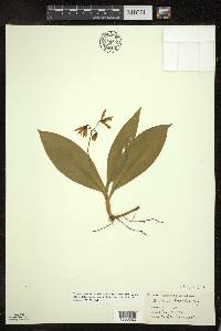 Clintonia borealis image