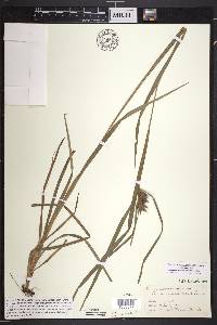 Carex intumescens var. intumescens image