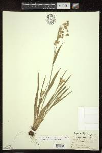 Luzula multiflora image