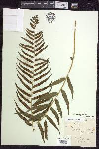 Homalosorus pycnocarpos image