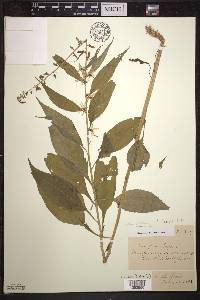 Campanulastrum americanum image