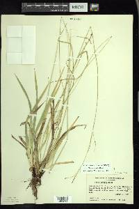 Carex arctata image