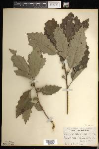 Quercus prinoides image